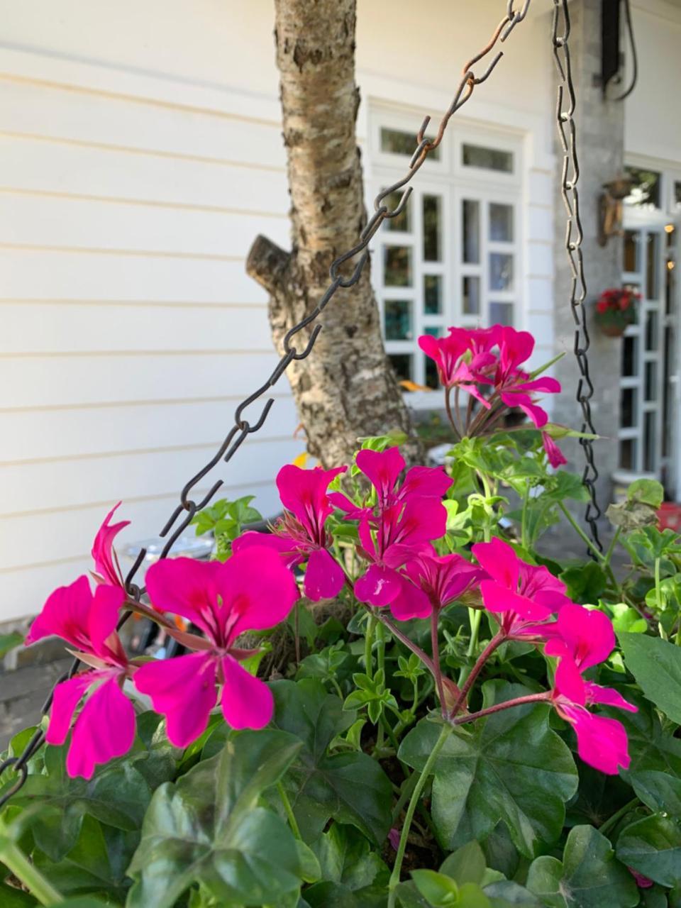 De Daisy Villa Homestay Dalat Exterior foto